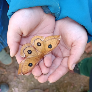 schmetterling